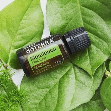 doterra Teebaum